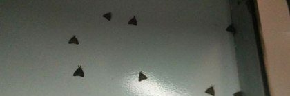 MOTH INVASION